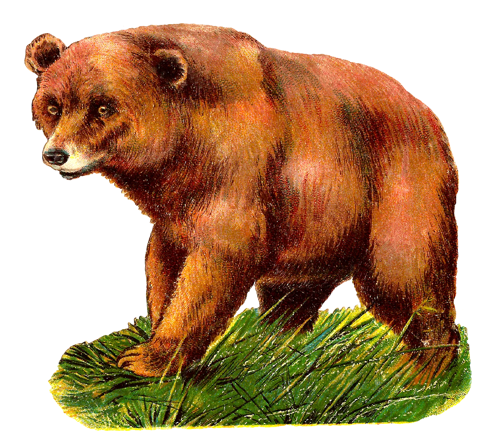 bear head close-up, detailed fur texture, free png